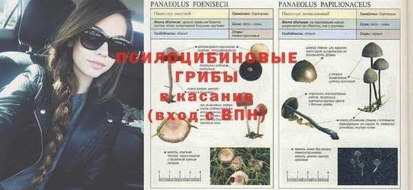 шишки Ахтубинск